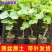 巨峰葡萄苗，营养袋葡萄苗，成活率高，品种保证，