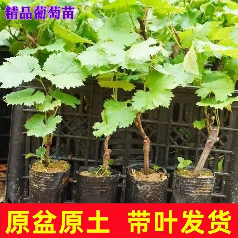 巨峰葡萄苗，营养袋葡萄苗，成活率高，品种保证，