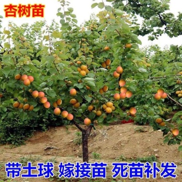【推荐】杏树苗，杏树，品种保证，基地直供一手货源