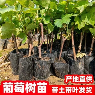 成活率高，基地直供葡萄苗