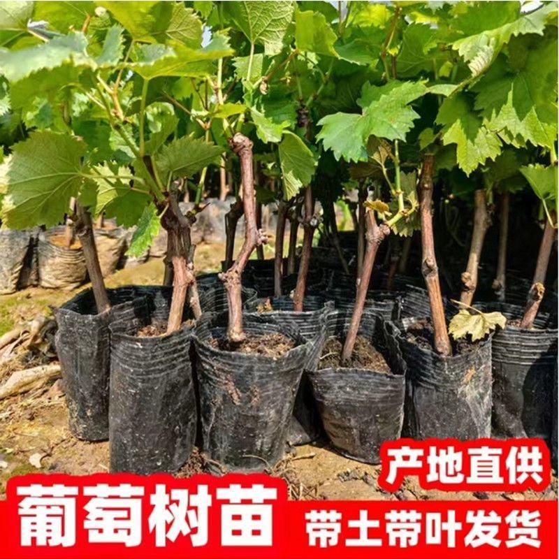 成活率高，基地直供葡萄苗