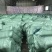 安徽牛羊饲料，安徽玉米秸秆青储，安徽玉米秸秆带玉米青储