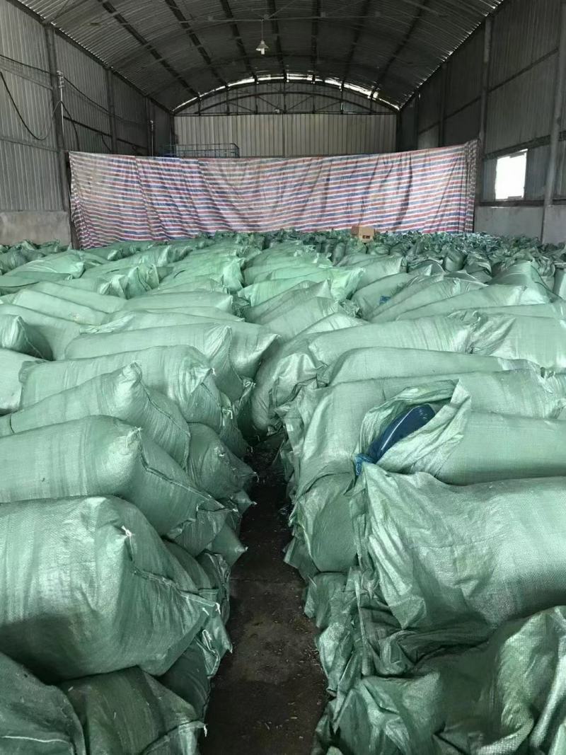 安徽牛羊饲料，安徽玉米秸秆青储，安徽玉米秸秆带玉米青储