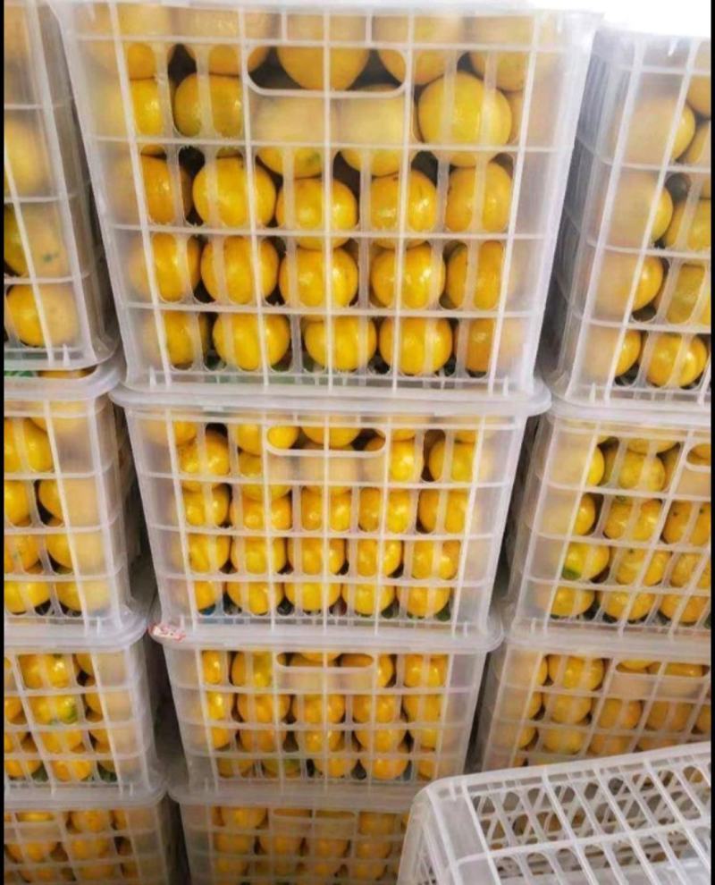 湖北枝江无籽蜜橘基地直供皮薄汁多包熟包甜货源充足
