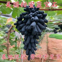 葡萄苗甜蜜蓝宝石葡萄苗保证品种正提供技术指现挖现发