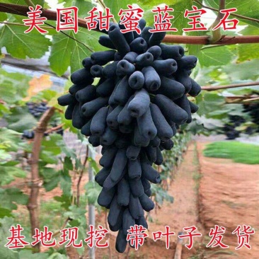 葡萄苗甜蜜蓝宝石葡萄苗保证品种正提供技术指现挖现发