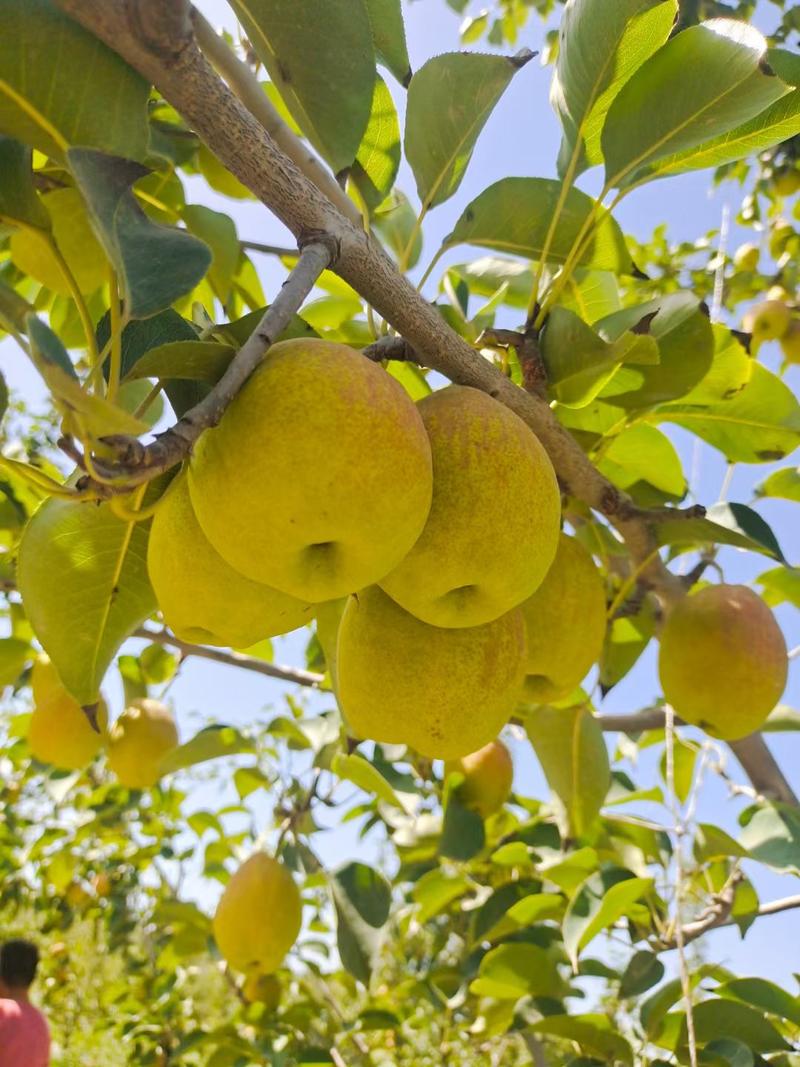 新疆库尔勒香梨产地直达批发团购水果代办阿克苏香梨货源稳定