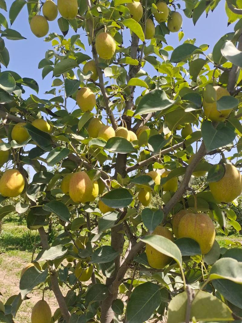 新疆库尔勒香梨产地直达批发团购水果代办阿克苏香梨货源稳定