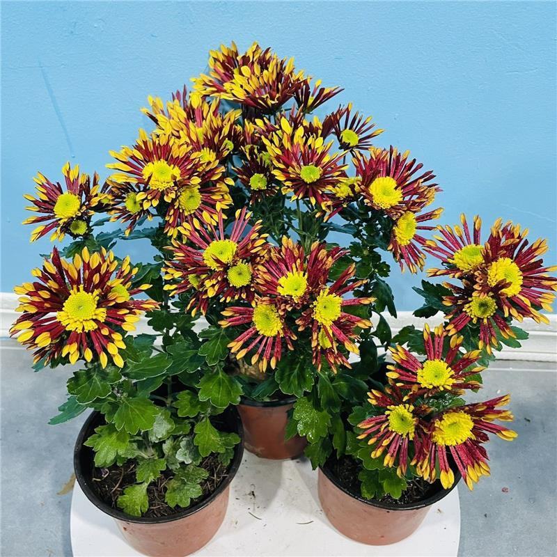 烟花菊荷兰菊盆栽多季开花耐高低温阳台庭院室内外多头菊花