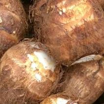 贵州乌杆芋头，高海拔精品芋头，产地直发，品质保证，欢迎来电