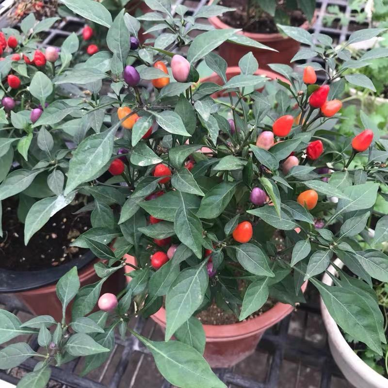 【带果发货】五彩椒盆栽苗可食用彩色苗阳台庭院植物室内绿植