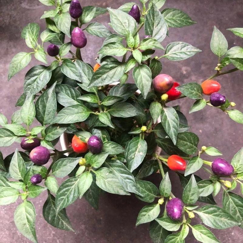 【带果发货】五彩椒盆栽苗可食用彩色苗阳台庭院植物室内绿植