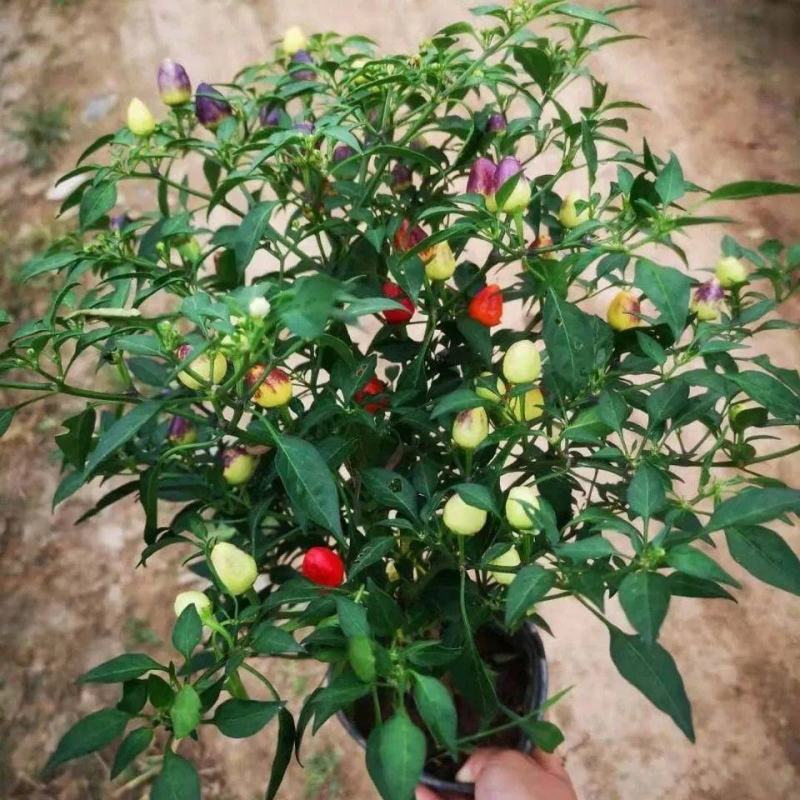 【带果发货】五彩椒盆栽苗可食用彩色苗阳台庭院植物室内绿植