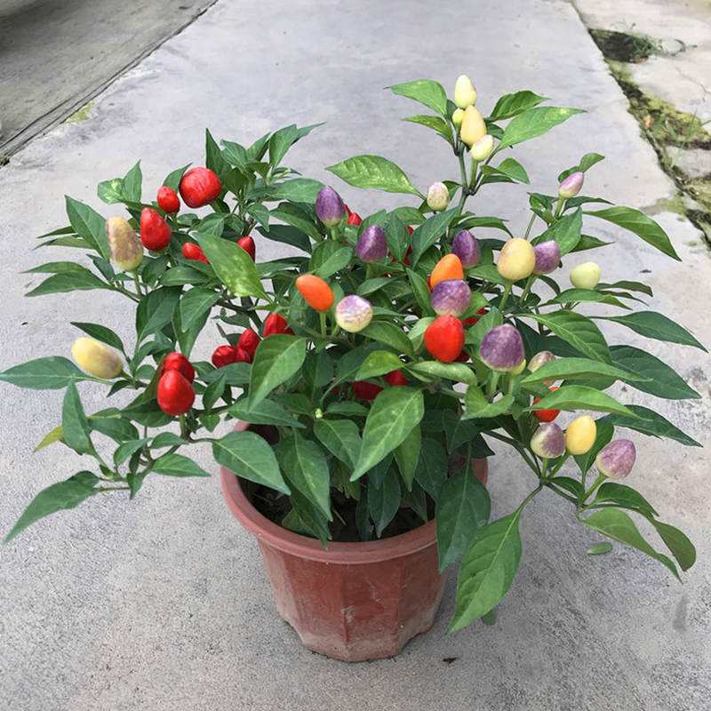 【带果发货】五彩椒盆栽苗可食用彩色苗阳台庭院植物室内绿植