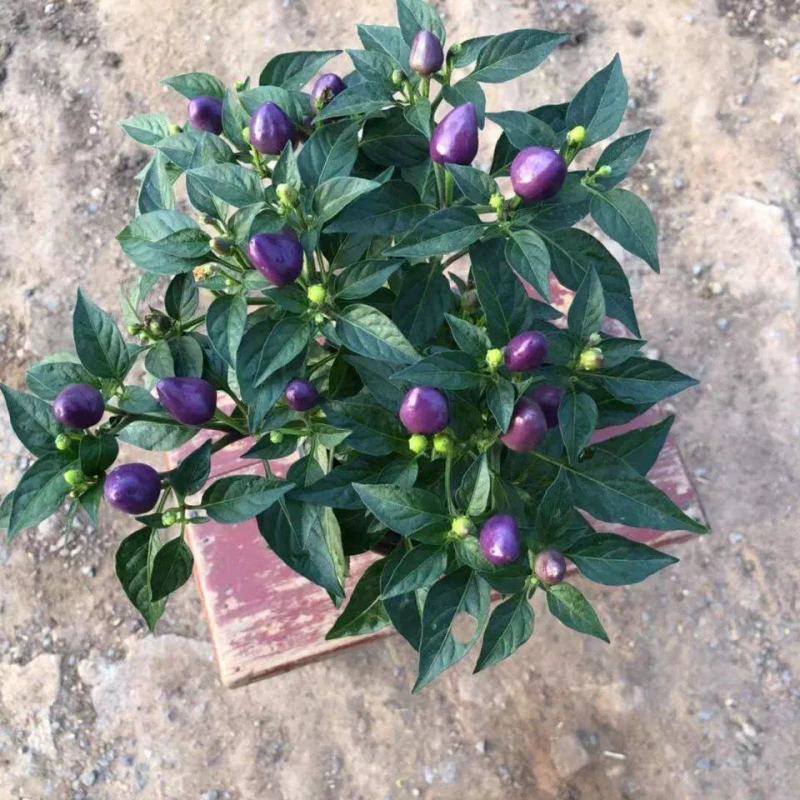 【带果发货】五彩椒盆栽苗可食用彩色苗阳台庭院植物室内绿植