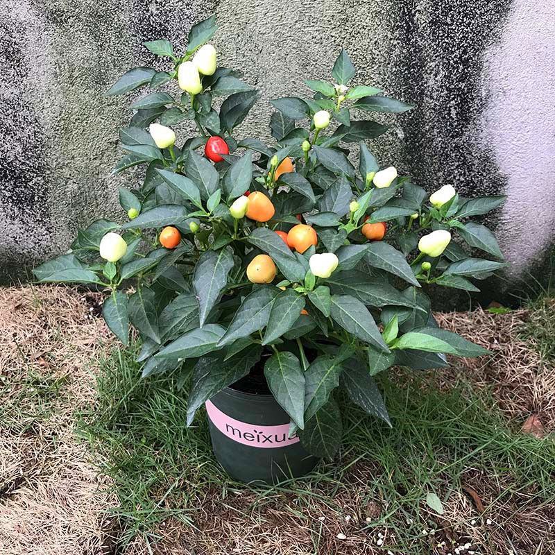 【带果发货】五彩椒盆栽苗可食用彩色苗阳台庭院植物室内绿植