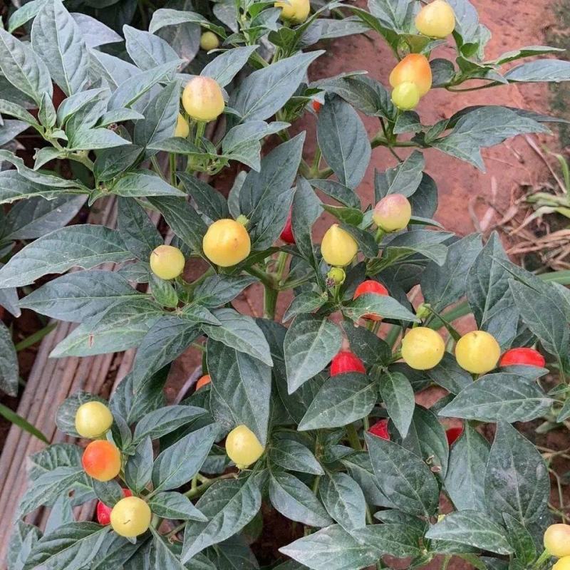 【带果发货】五彩椒盆栽苗可食用彩色苗阳台庭院植物室内绿植