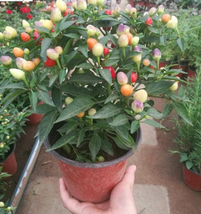 【带果发货】五彩椒盆栽苗可食用彩色苗阳台庭院植物室内绿植
