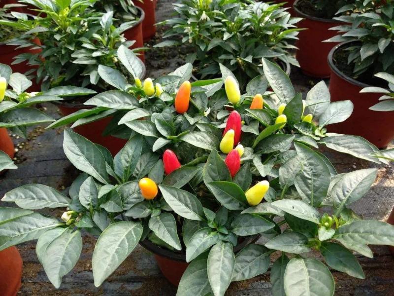 【带果发货】五彩椒盆栽苗可食用彩色苗阳台庭院植物室内绿植