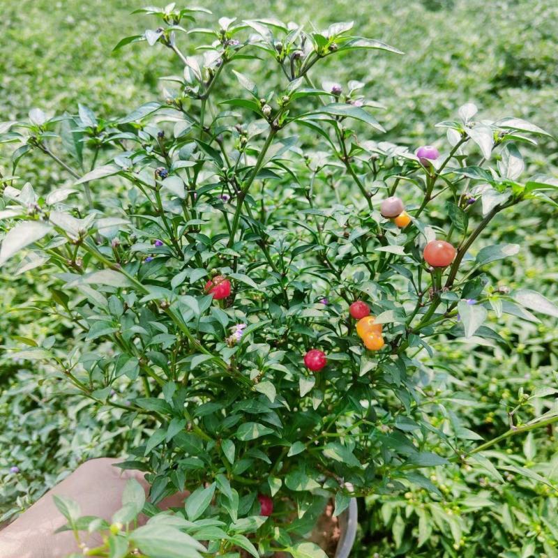 【带果发货】五彩椒盆栽苗可食用彩色苗阳台庭院植物室内绿植