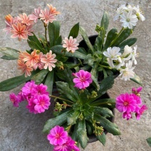 露薇花盆栽带花发货琉苇草花苗冬季春季花卉阳台客厅开花观花
