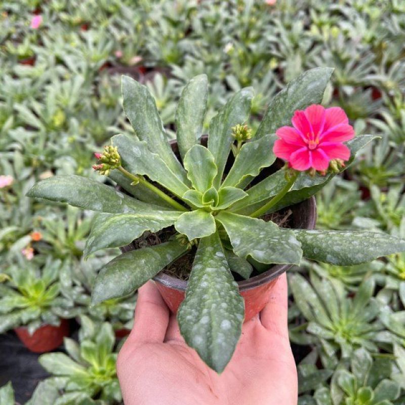 露薇花盆栽带花发货琉苇草花苗冬季春季花卉阳台客厅开花观花
