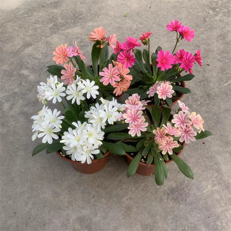 露薇花盆栽带花发货琉苇草花苗冬季春季花卉阳台客厅开花观花