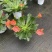 露薇花盆栽带花发货琉苇草花苗冬季春季花卉阳台客厅开花观花
