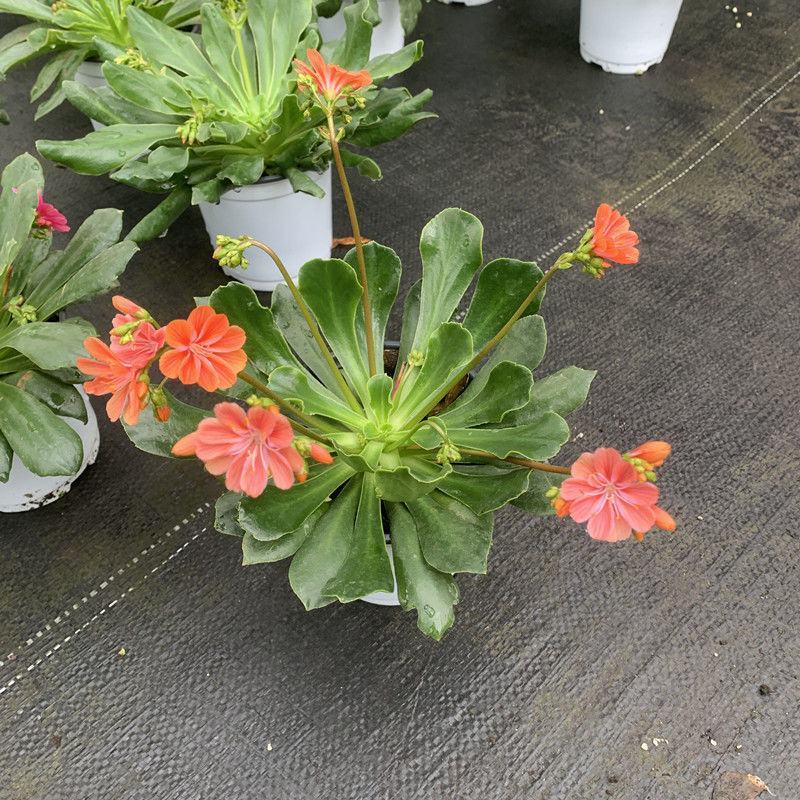 露薇花盆栽带花发货琉苇草花苗冬季春季花卉阳台客厅开花观花