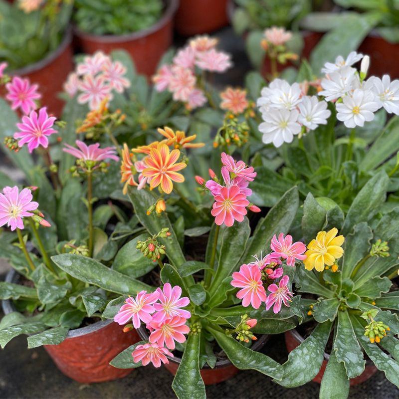 露薇花盆栽带花发货琉苇草花苗冬季春季花卉阳台客厅开花观花