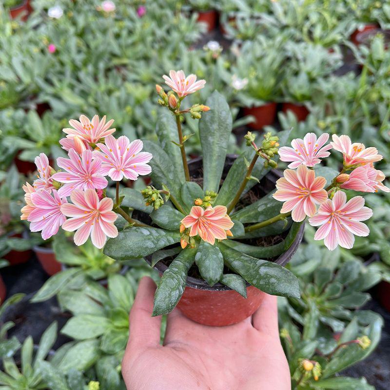 露薇花盆栽带花发货琉苇草花苗冬季春季花卉阳台客厅开花观花