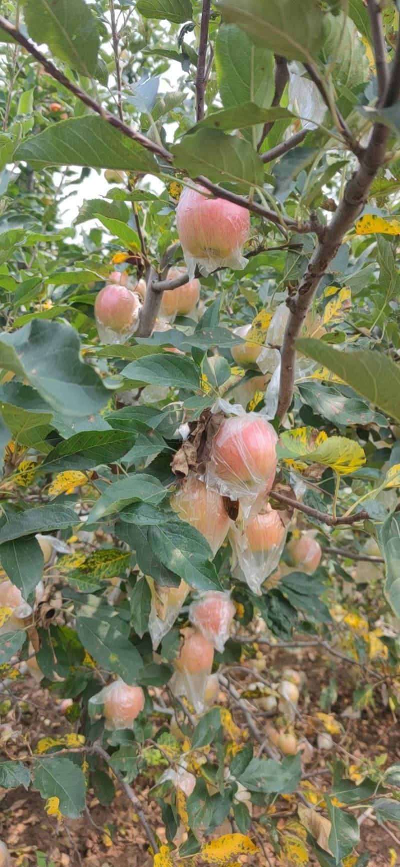 膜袋红富士苹果产地直发，货源充足，一手货源