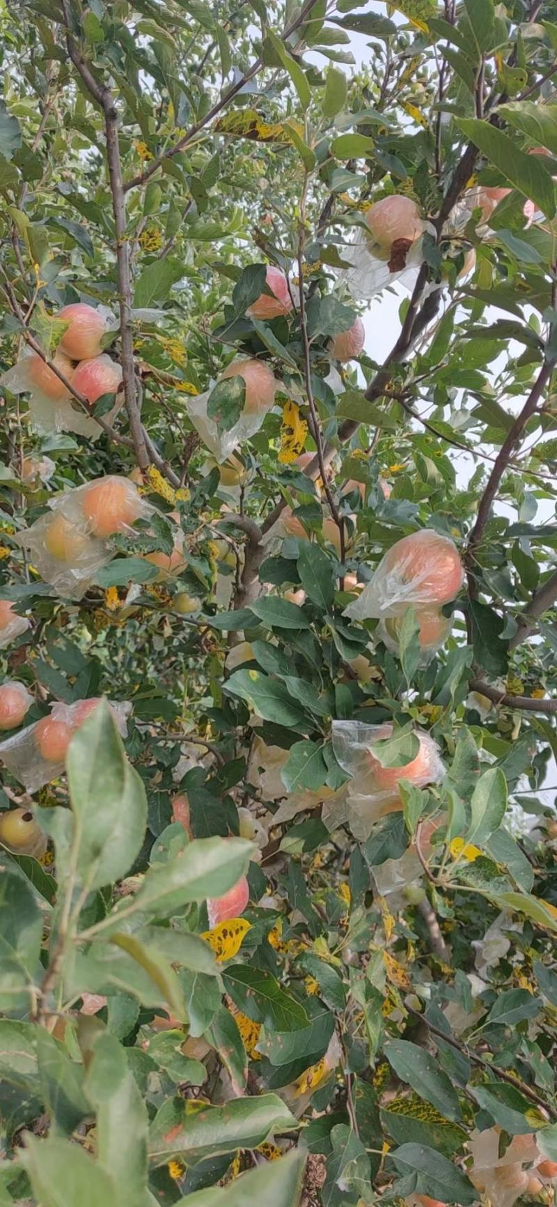 膜袋红富士苹果产地直发，货源充足，一手货源