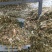 黄储黄贮，质量很好，玉米秸秆