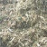 黄储黄贮，质量很好，玉米秸秆