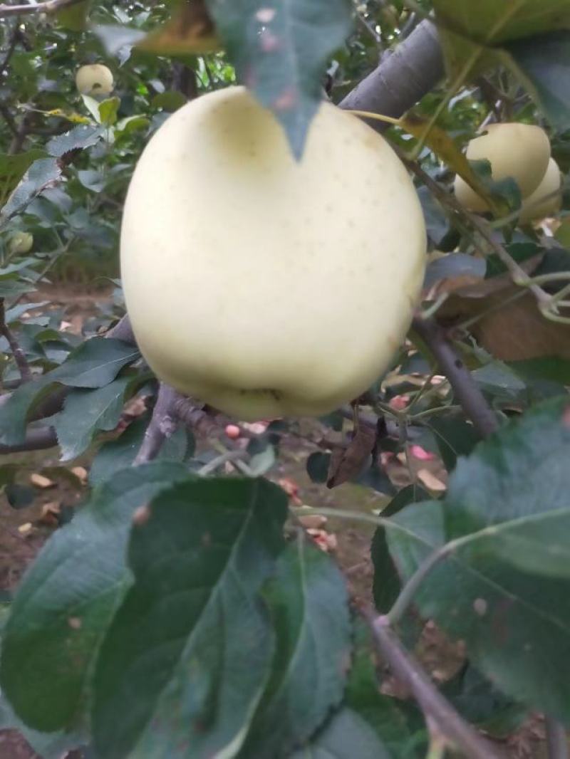 威县中秋王苹果大量上市欢迎广大客商前来釆购！