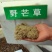 野芒草四季种南方北方种植野草植物易种草籽产量高