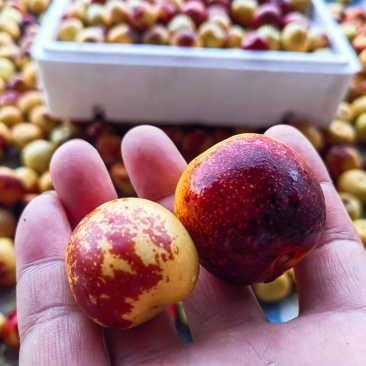 沾化冬枣早脆王马牙枣一件代发，团购，对接各大平台