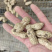 鲜花生大白沙海花峰花光头强大白沙鲜花生带壳鲜花生
