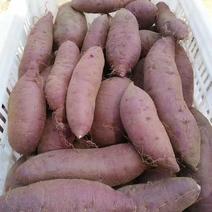 紫罗兰紫薯邹城丘陵沙土地种植口感好，甜度高，支持各种规格