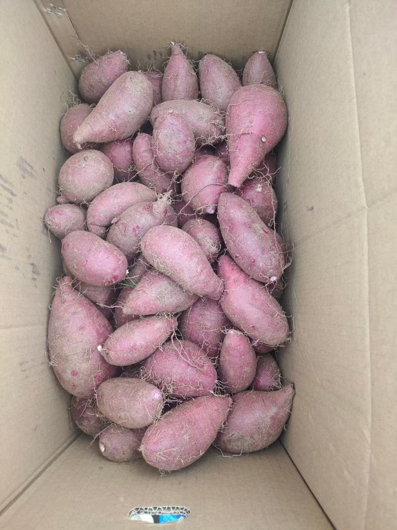 紫罗兰紫薯邹城丘陵沙土地种植口感好，甜度高，支持各种规格