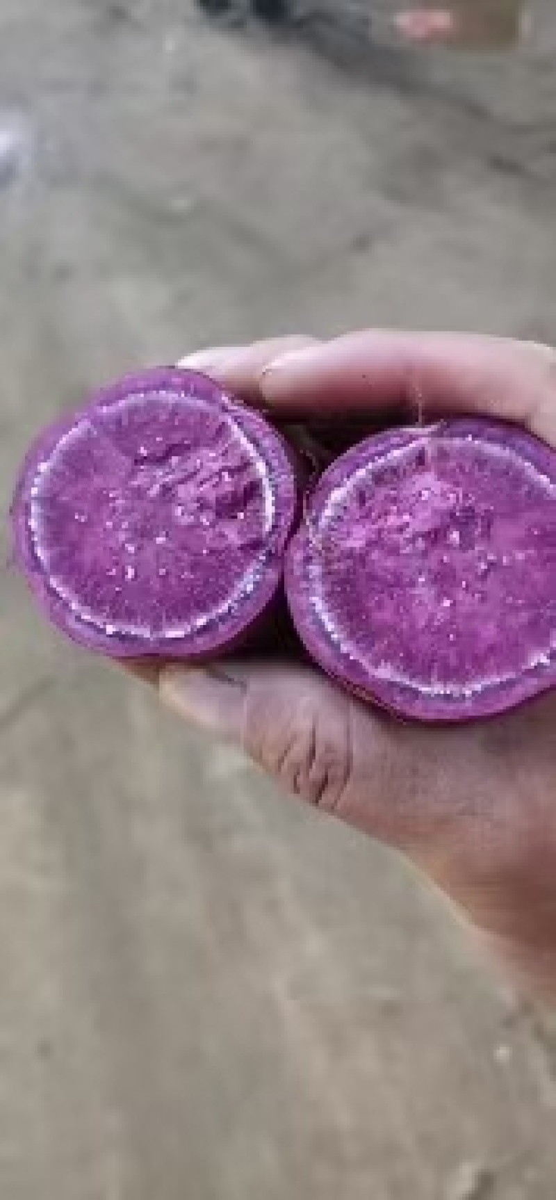 紫罗兰紫薯邹城丘陵沙土地种植口感好，甜度高，支持各种规格