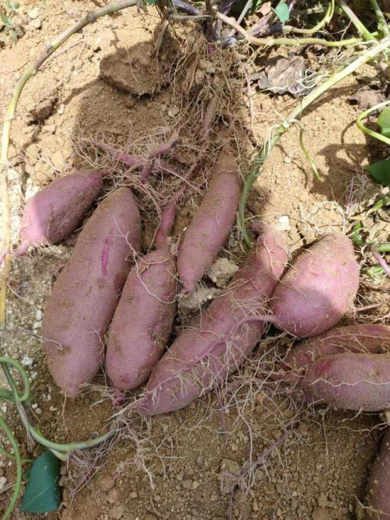 紫罗兰紫薯邹城丘陵沙土地种植口感好，甜度高，支持各种规格