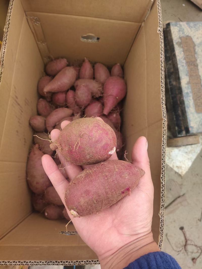 紫罗兰紫薯邹城丘陵沙土地种植口感好，甜度高，支持各种规格