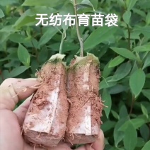 【有好货】无纺布育苗袋营养袋一次性可降解育苗神器源头工厂