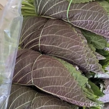 韩系紫苏，现摘现发新鲜，全国发货