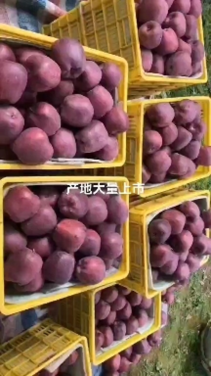 天水花牛苹果大量上市产地代收代发货，，，，，
