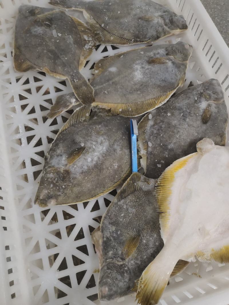 黄金鲽鱼，食堂快餐自助餐用，社区团购，电商用，大量有货