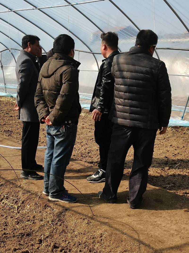 凤翔区虢王镇百亩方田秦薯五号板栗薯