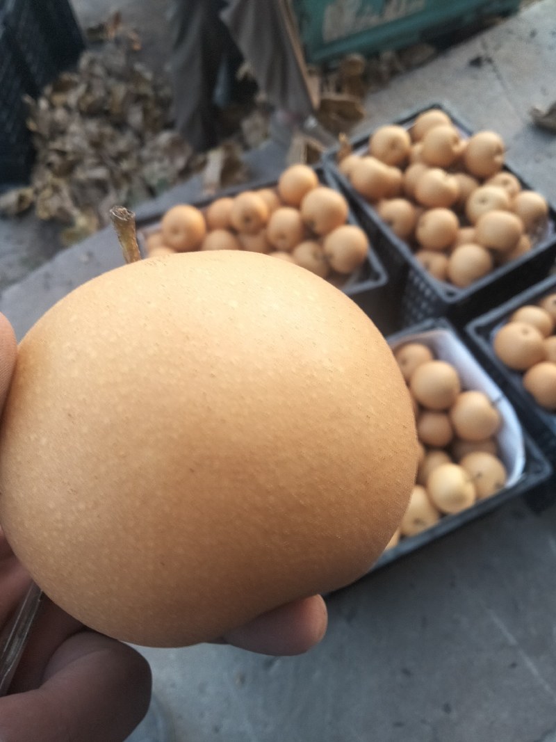 秋月梨，新品种，果形端正，汁多甘甜，一手货源，货源充足，
